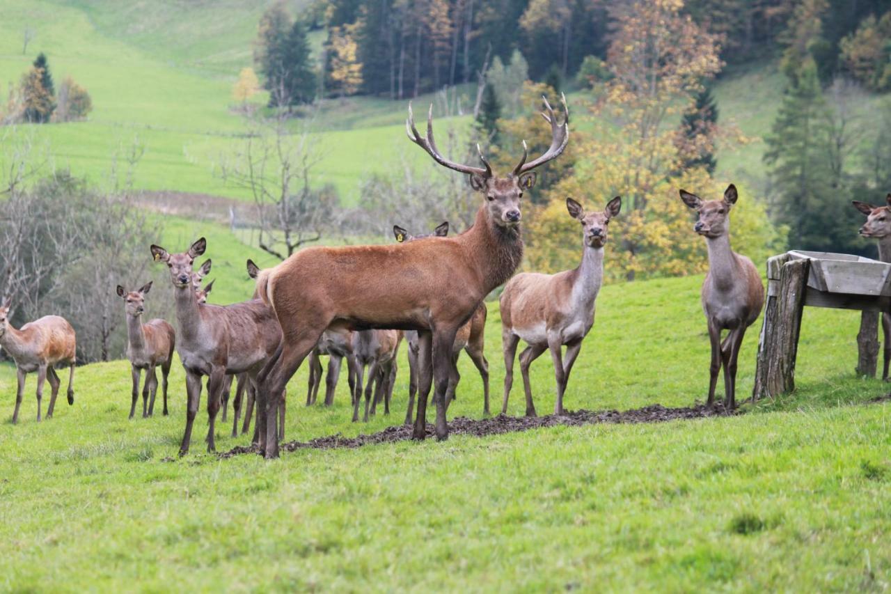 Singerskogel - Ferienhof Und Jausnstub'N Spital Am Pyhrn Zewnętrze zdjęcie